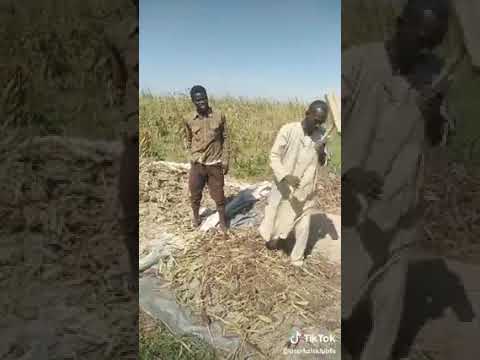 ترباله ودق العيش