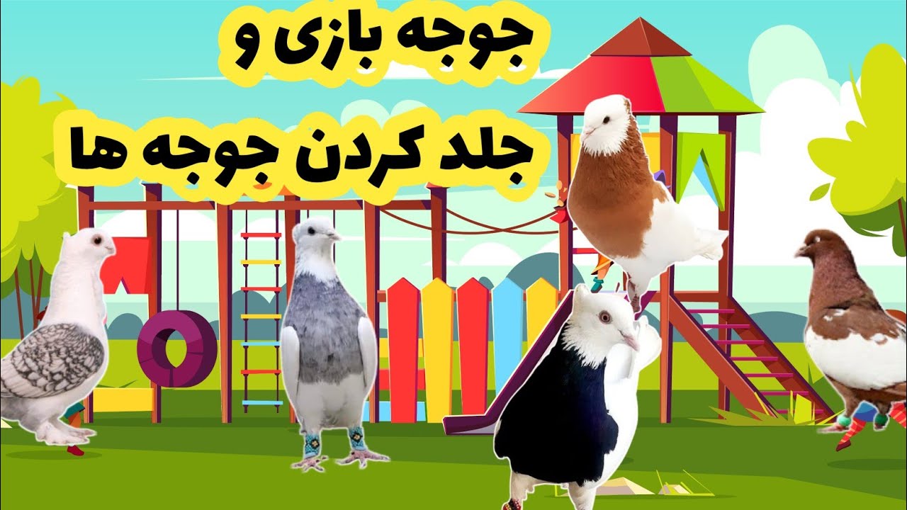 جوجه بازی وجلد کردن جوجه کبوترها