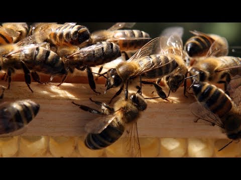 Словения отметила Всемирный день пчёл