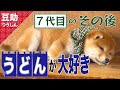10年たったら…こうなりました♡豆助は今【豆助通信更新】＜柴犬・豆柴＞