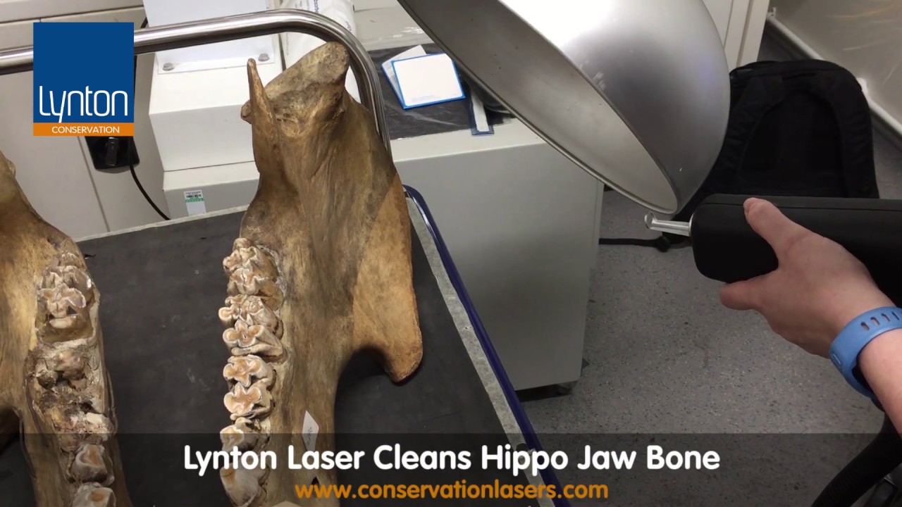 Lynton Laser Cleans Hippo Jaw Bone