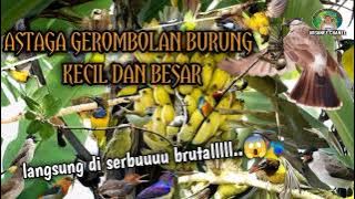Suara pikat burung kecil dan besar 2025 terbaru Langsung tes lokasi bikin  melongo 😱