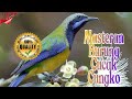 Masteran Cucak Cungko Kasar Cocok Untuk Burung Cucak Ijo Murai Batu Lovebird Dll Mp3 - Mp4 Download