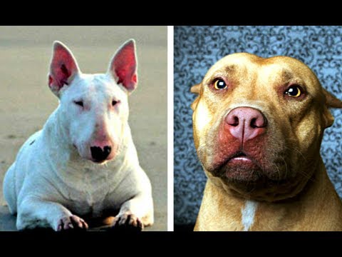 pitbull and bull terrier
