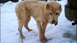 После гибели хозяина, ПЁС стал никому НЕ НУЖЕН, он скитался по мусоркам в поисках еды, но однажды…