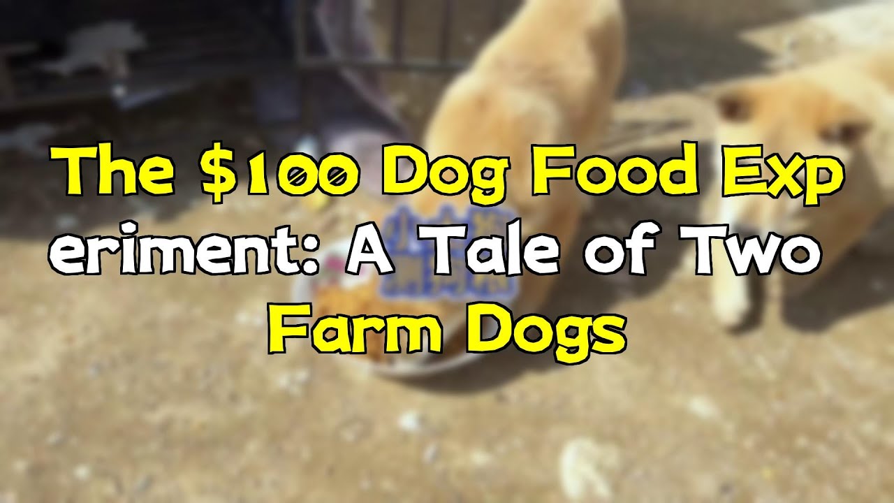 The $100 Dog Food Experiment: A Tale of Two Farm Dogs