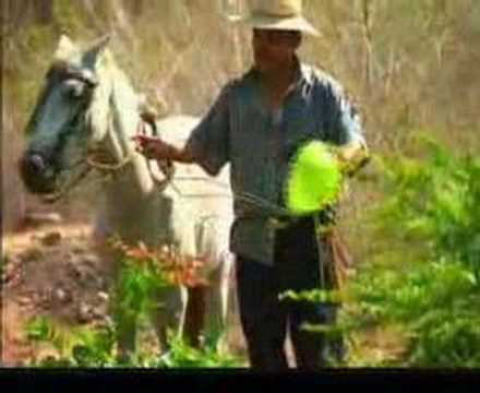 CABALLO VIEJO, LOS REYES DE LA CUMBIA DESDE EL SALVADOR