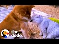 Dog didnt like cuddling until a kitten came into his life  the dodo