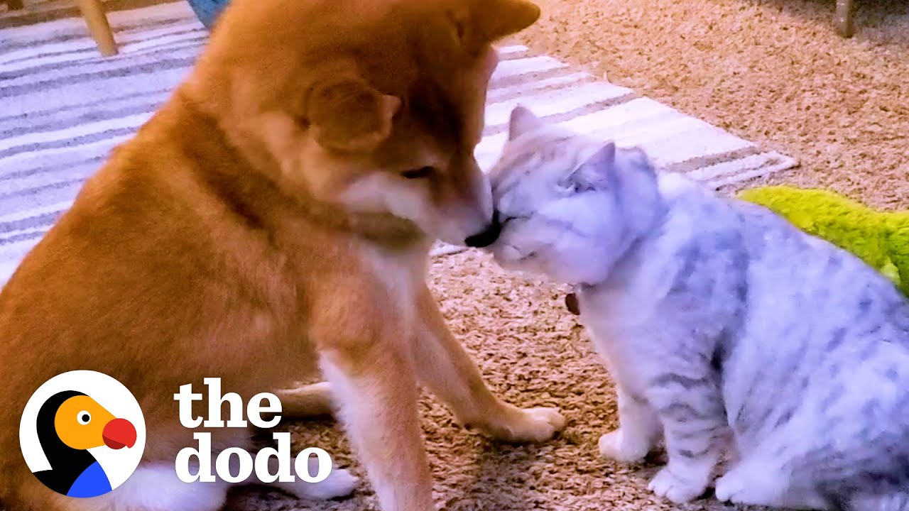 ⁣Dog Didn't Like Cuddling Until A Kitten Came Into His Life | The Dodo