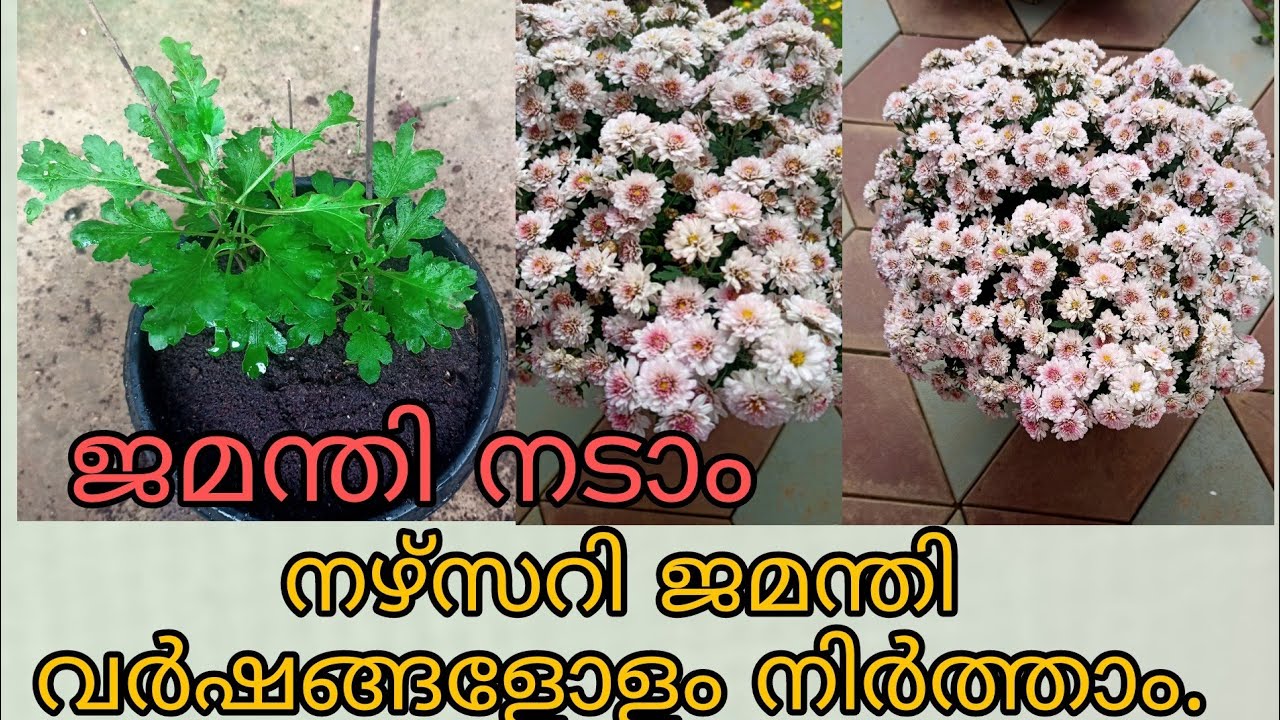 ജമന്തി ചെടി ഇങ്ങനെ വളർത്തി നോക്കൂ. | Chrisanthemum plant care tips