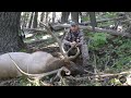 392 inch bull elk shannon kills a record book bull in wa state