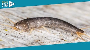 How to stop a silverfish infestation as pests more likely to thrive in winter