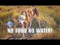 SWEET DOG ABANDONED WITH NO FOOD AND NO WATER !