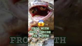 Frog Found with Eyes Inside Its Mouth – A Rare Mutation 🐸🧬