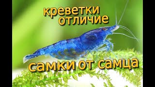 Аквариумные креветки отличие самки от самца