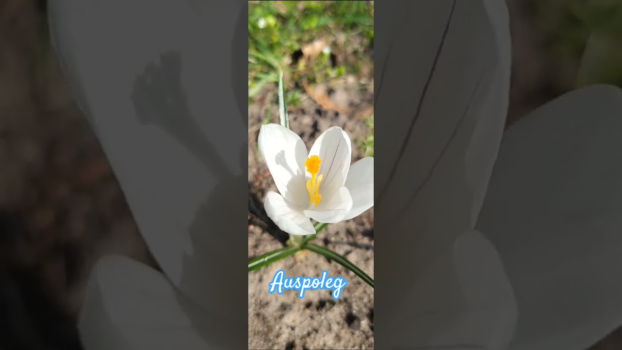 lovely white Crocus biflorus 