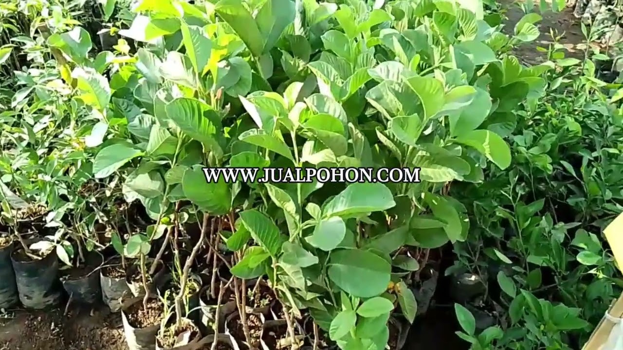 Jual Bibit Jambu Sukun Berkualitas, Siap Berbuah dalam Waktu Cepat!