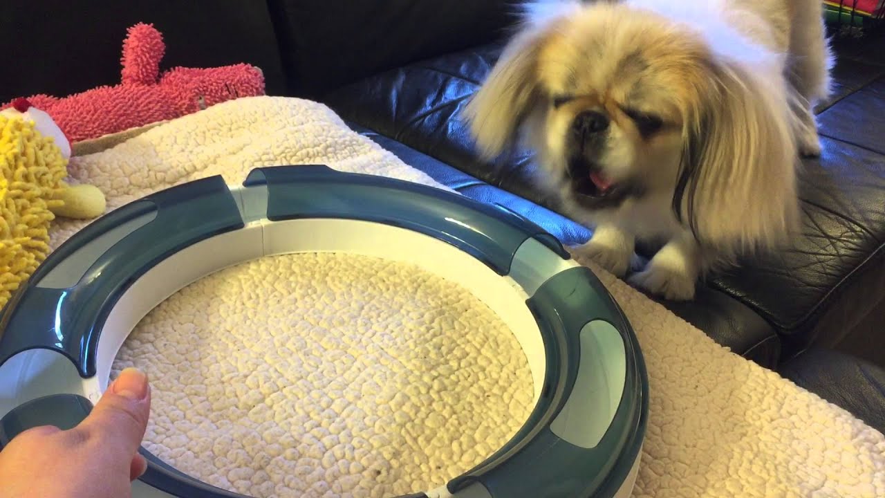 Cute dog playing with cat toy and barking YouTube