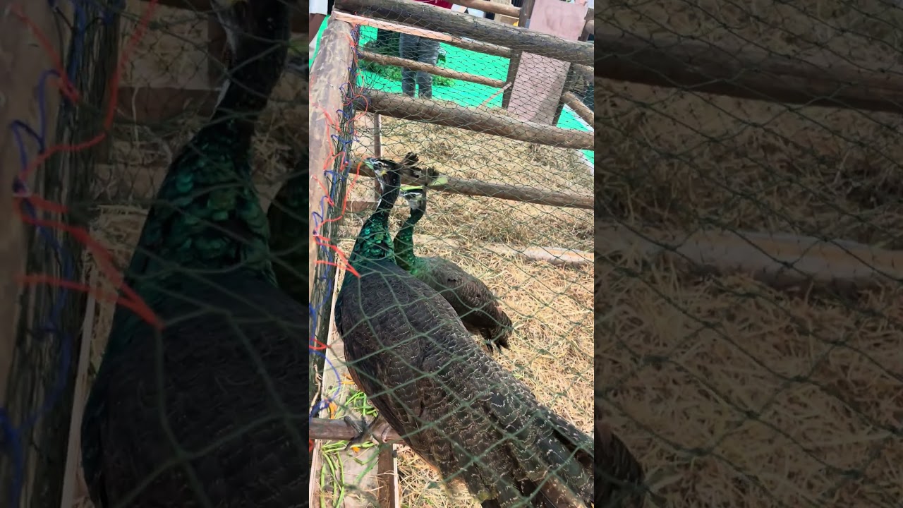 Nature Beauty Peacocks 🌿🦚