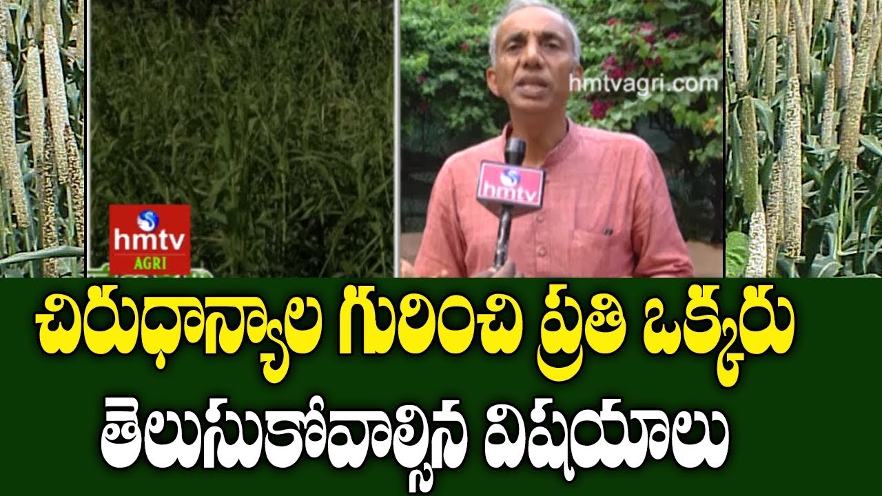 Organic Farmer Prasad Suggestions on Millets Cultivation | hmtv Agri Organic Farmer Prasad Suggestions on Millets Cultivation | hmtv Agri