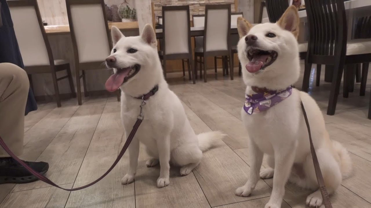 Our white Shiba Inu date at the dog cafe took an unexpected turn