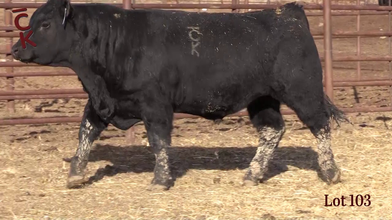Lot 103 YouTube
