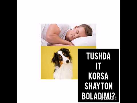 Tushda It. Korsa sexirlanib qolgan boladimi? Yoki Shayton mi?