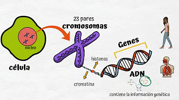 ¿Cuál es la especie con más genes?