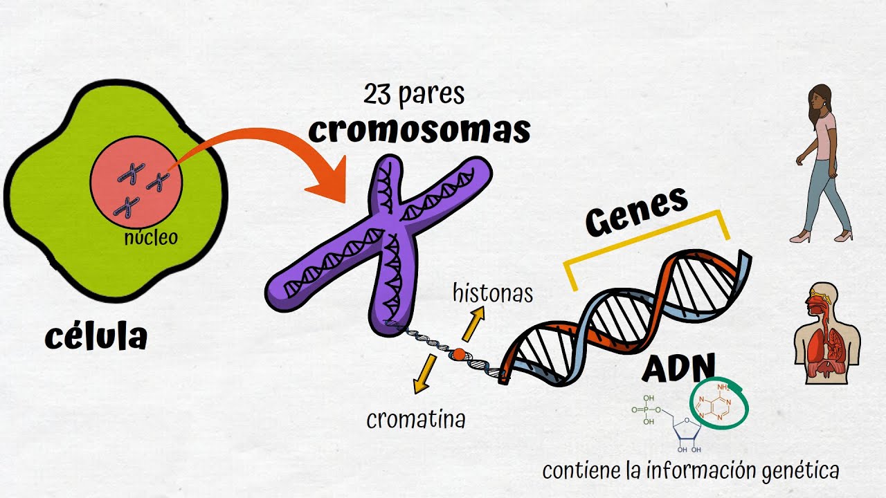 ADN, Cromosomas y Genes - YouTube