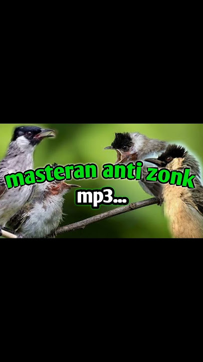 Suara ketilang ribut masteran mikat #kicaumania