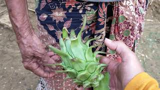 Bunda Halimah pakar herbal Indonesia asli Madura
