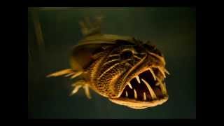 Дикая Рыба.wmv