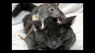 Funny Cats And Rats - Cats Vs Rats - Rats Attacking Cats Compilation