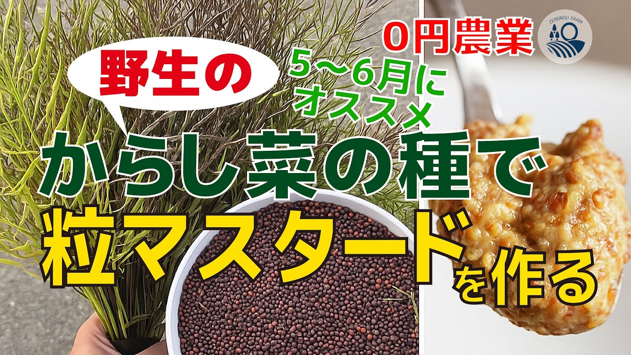 【#42】野生のからし菜の種で粒マスタードを作る