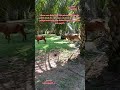 POV:250426 8zhjh1447H cerita janda aku kena serang kereta kena curi .. pastu bawak dadah kereta tu