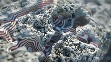 CGI VFX Animated Shorts HD  Seed   edited