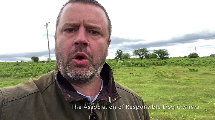 Electronic collars and stopping dogs from chasing sheep.