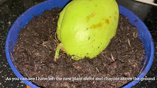 Shokher bagan 2021 - HOW TO grow CHAYOTE SQUASH in UK