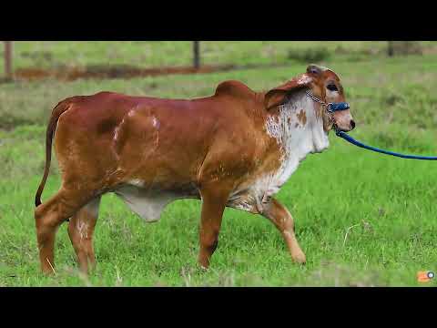LOTE 13 - NOVELA FIV ESTÂNCIA K - BRAN 1682