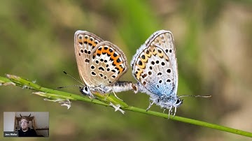 Jens Weller - Butterflies and C++ - Meeting C++ 2021 lightning talks