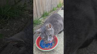 PLS SUBSCRIBE. Osiris homeless. 🥹😻