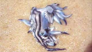 Le Dragon Bleu Des Mers Glaucus Atlanticus Dielette