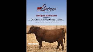 Ludvigson Stock Farms - The All American Bull Sale