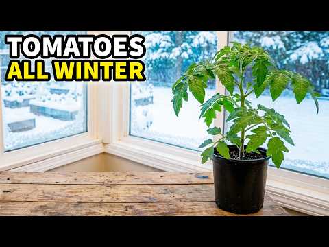 How to Grow WINTER TOMATOES Anywhere: Overwintering Made EASY!