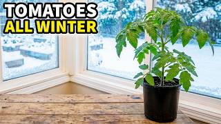 How to Grow WINTER TOMATOES Anywhere: Overwintering Made EASY!