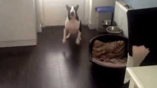 Kira The Bull Terrier. Happy Happy