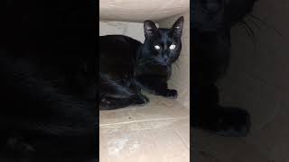 gato Preto Na Caixa