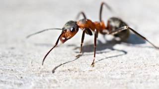 Ant Control | North Andover, MA - Alamo Pest Control LLC