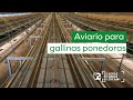 AVIARIO PARA GALLINAS PONEDORAS, ZUCAMI como referente de la AVICULTURA MODERNA.