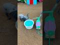 Elephant Loves Soft Water from Mini Pump 🥰 | Mini Construction Setup #shorts #youtubeshorts
